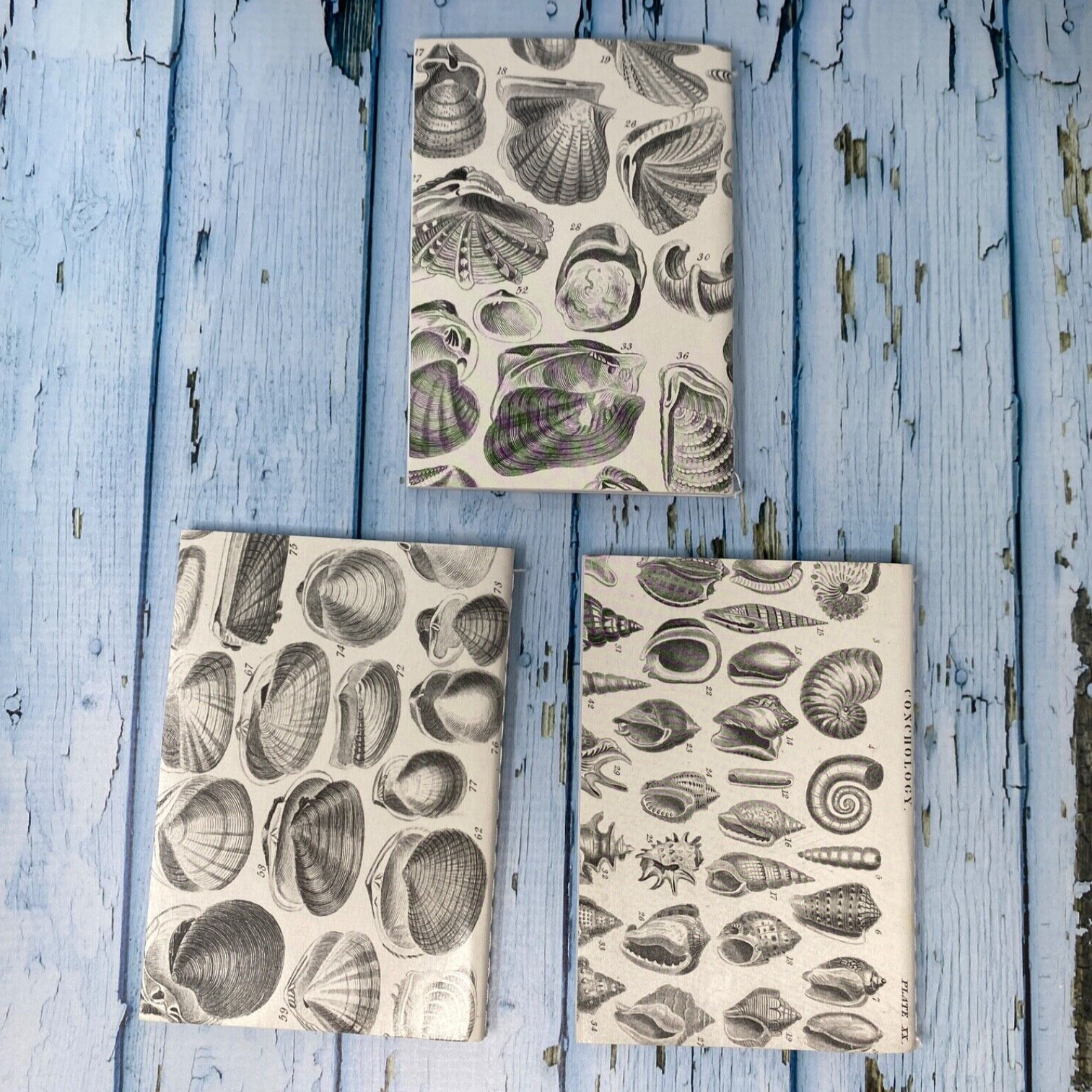 Seashell Mini Notebook Set of 3 Blank Small Journal Nautical Coastal Beach Shell