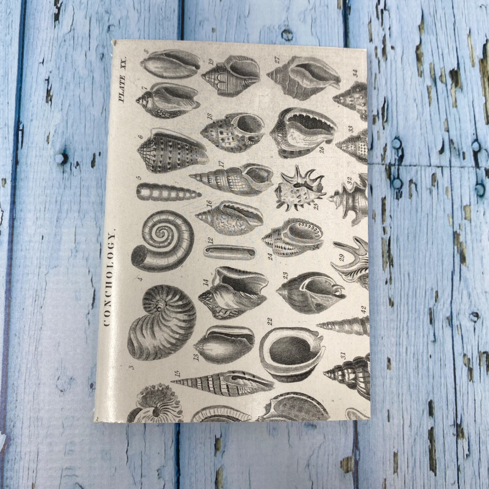 Seashell Mini Notebook Set of 3 Blank Small Journal Nautical Coastal Beach Shell
