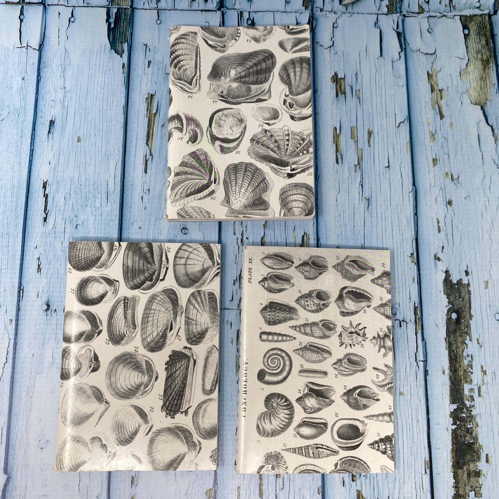 Seashell Mini Notebook Set of 3 Blank Small Journal Nautical Coastal Beach Shell