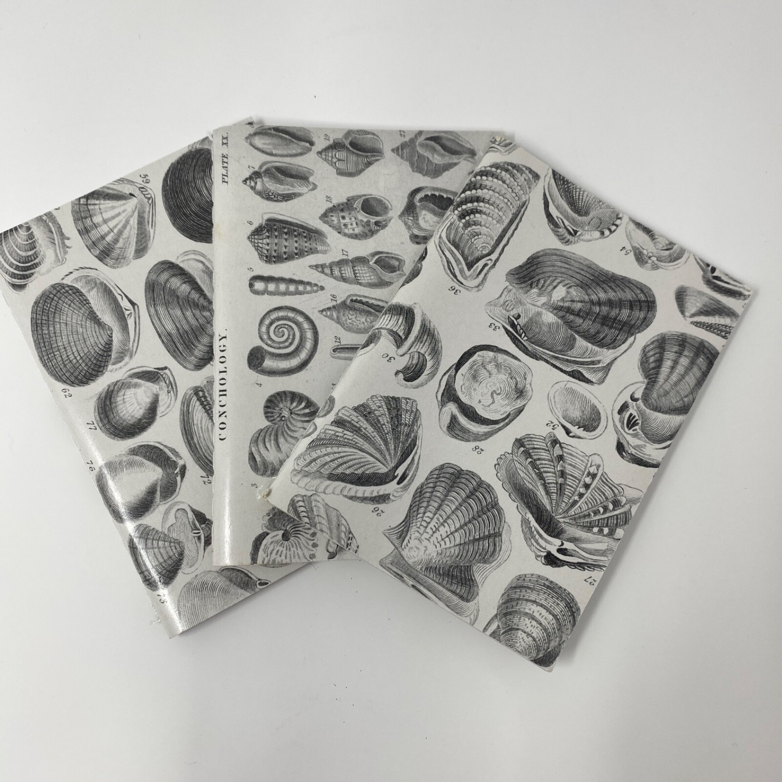 Seashell Mini Notebook Set of 3 Blank Small Journal Nautical Coastal Beach Shell