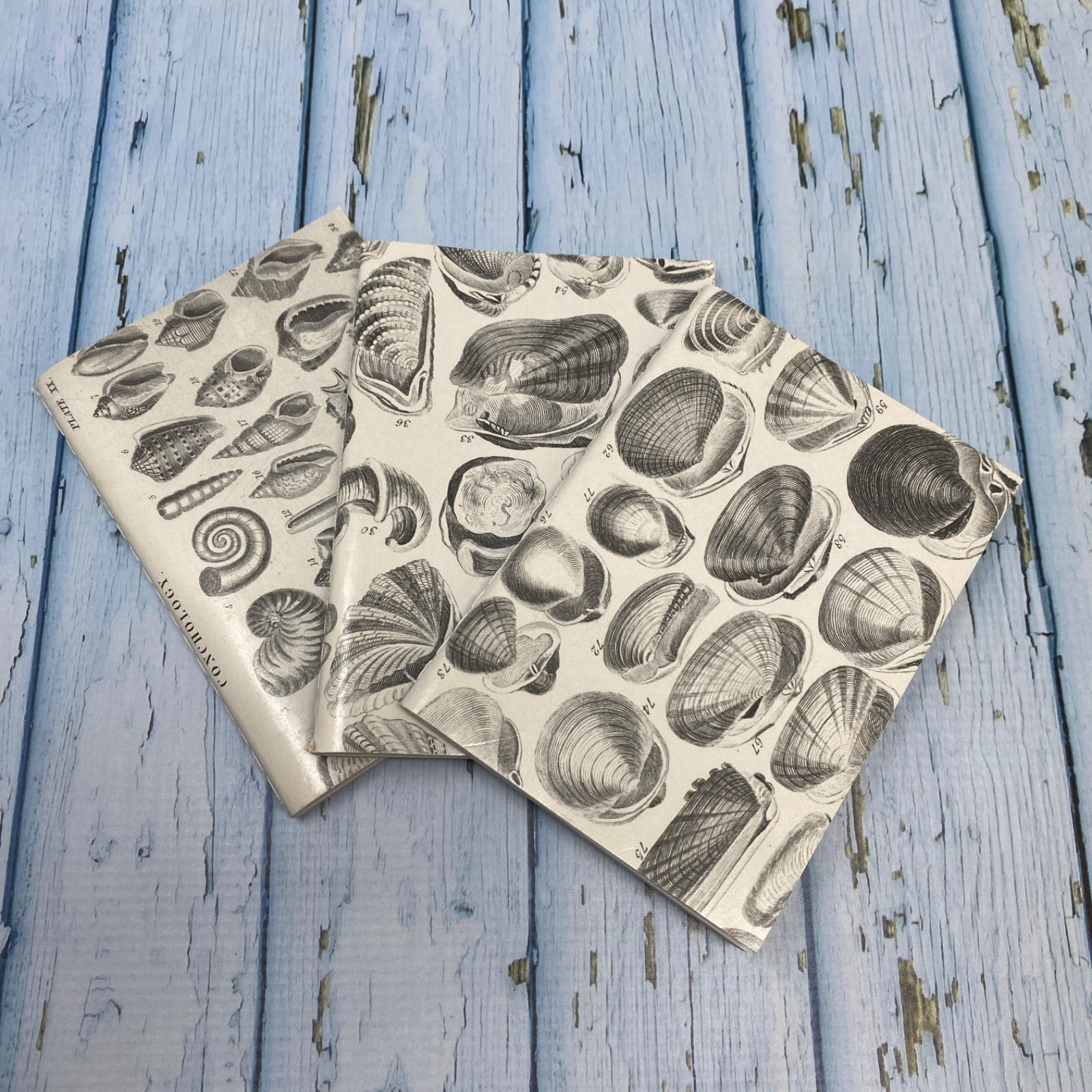 Seashell Mini Notebook Set of 3 Blank Small Journal Nautical Coastal Beach Shell