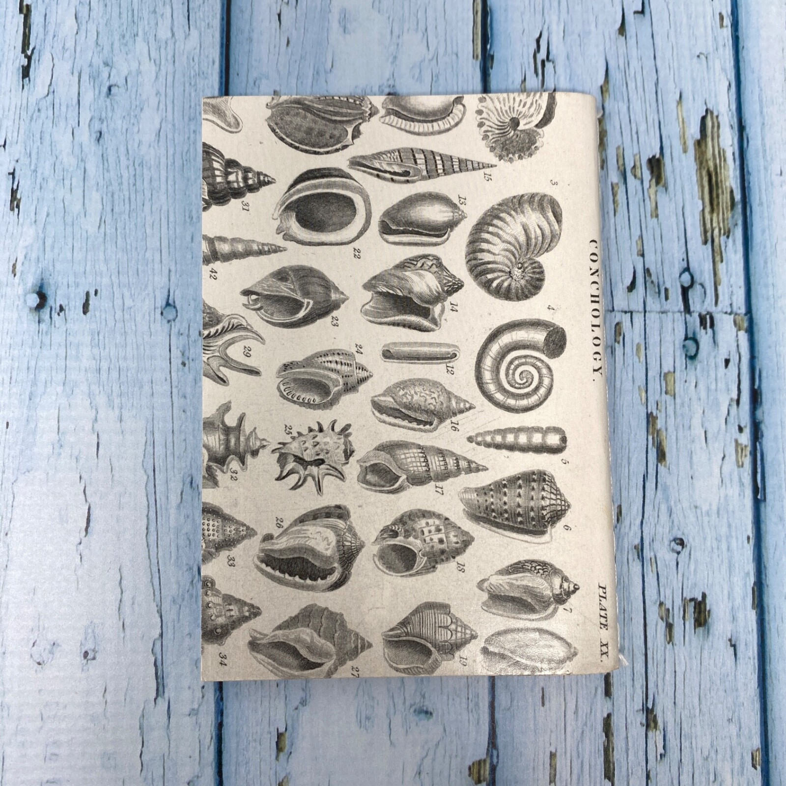 Seashell Mini Notebook Set of 3 Blank Small Journal Nautical Coastal Beach Shell
