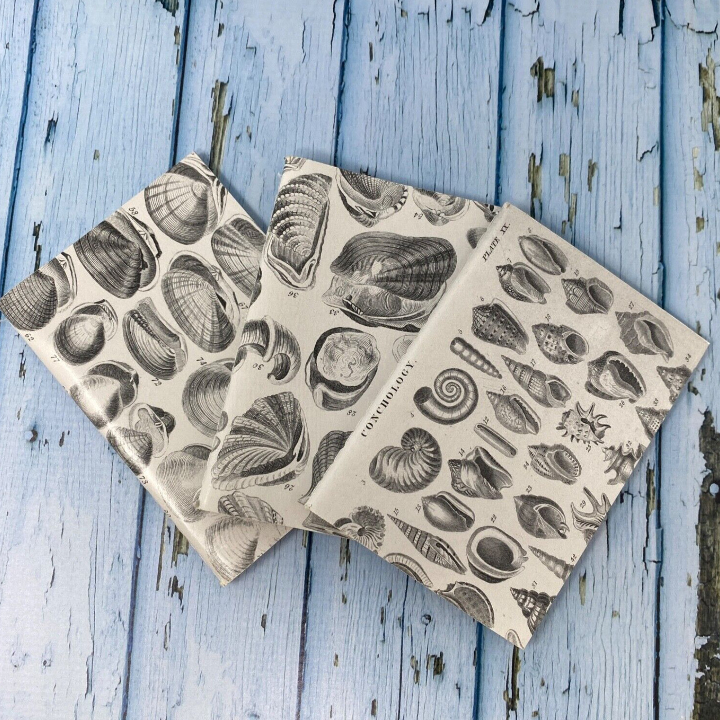 Seashell Mini Notebook Set of 3 Blank Small Journal Nautical Coastal Beach Shell